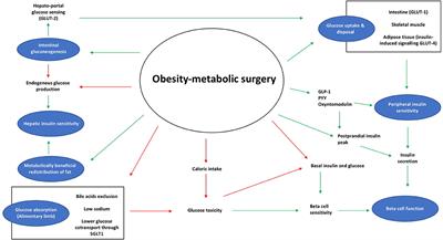 Mechanisms Underlying Type 2 Diabetes Remission After Metabolic Surgery